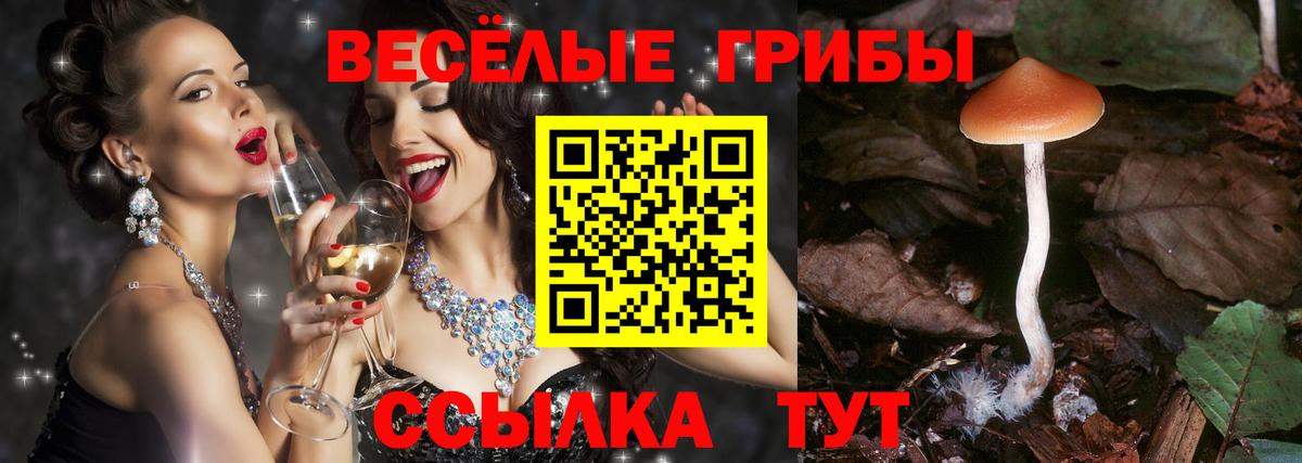 Псилоцибиновые грибы Psilocybine cubensis Светлоград